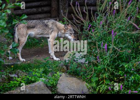 Il lupo di legname orientale osserva i dintorni Foto Stock