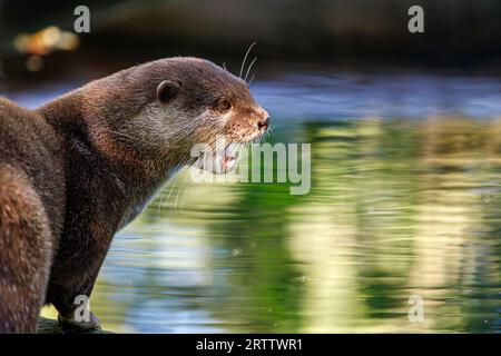 Profilo ritratto della lontra asiatica a piccoli artigli, Aonyx cinereus, nota anche come lontra orientale a piccoli artigli e lontra a piccoli artigli Foto Stock