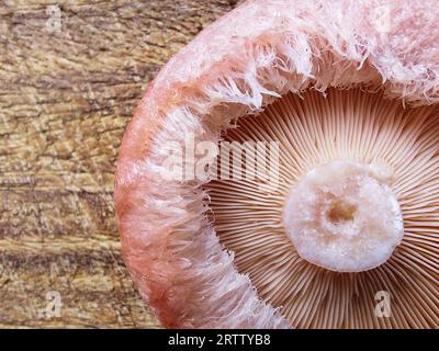 Parte inferiore della calotta legnosa (Lactarius torminosus) su tavola di legno. Foto Stock