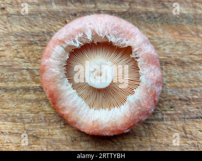 Parte inferiore della calotta legnosa (Lactarius torminosus) su tavola di legno. Foto Stock