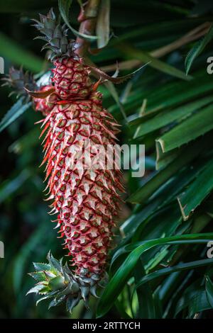 L'ananas Ananas comosus è una pianta tropicale con un frutto commestibile Foto Stock