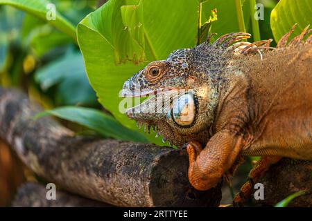 Ritratto di iguana verde comune adulto sull'albero Foto Stock