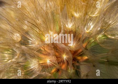 Primo piano di Tragopogon pratensis , nomi comuni Jack-go-to-bed-at-noon prato salsify, vistosa barba di capra o di capra prato nel giardino estivo Foto Stock