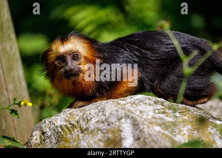 Leone dalla testa dorata tamarin piccola scimmia sulla pietra Foto Stock