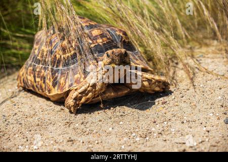 Ritratto di tartaruga leopardo, Stigmochelys pardalis, maturo aduld nell'erba Foto Stock