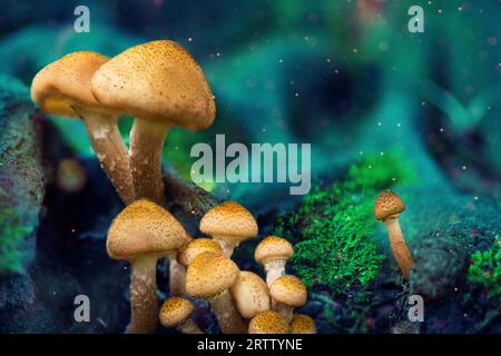 Funghi fantasiosi in un bosco misterioso. Funghi luminosi nella foresta notturna. Foto Stock