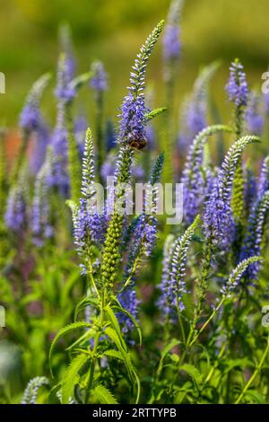 Veronica longifolia fiorita, Garden speedwell o Longleaf speedwell sul prato estivo Foto Stock