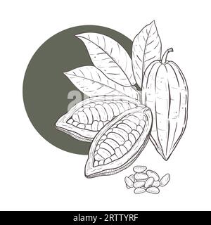 Serie di illustrazioni vettoriali di foglie di cacao e baccelli di fagioli crudi non pelati aperti e chiusi, semi staccati. Contorno nero della diramazione, grafico Illustrazione Vettoriale