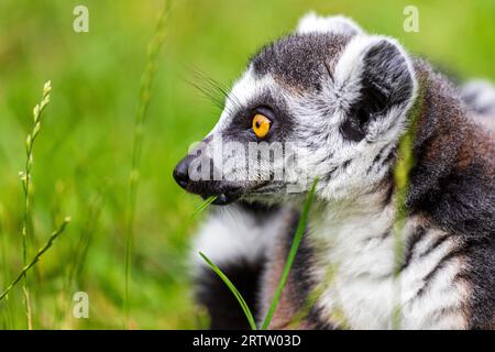 Ritratto del lemuro dalla coda ad anello (catta) aduld su sfondo verde Foto Stock