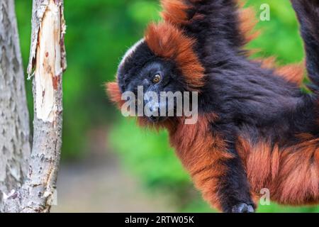Lemure con volant rosso, Varecia rubra, appeso all'albero Foto Stock