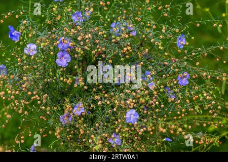 Linum perenne fiorito, lino perenne nel giardino estivo Foto Stock