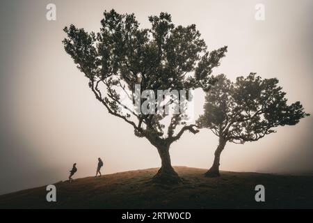 Vista di due escursionisti che passano di fronte a alberi di alloro solitari presso la Foresta Fanal di Madeira, Portogallo, mentre la fitta nebbia si insinua sulla montagna Foto Stock