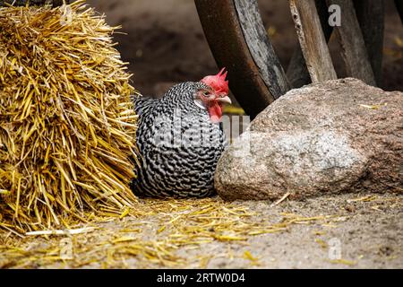 Vista del Plymouth Rock Chicken, del Barred Rock hen nella fattoria Foto Stock