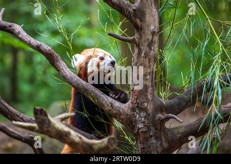 Panda ailurus rosso fulgens sull'albero con foglie verdi Foto Stock