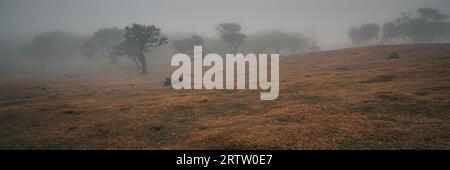 Vista panoramica della fitta nebbia che si insinua sulla montagna e si estende tra gli alberi di alloro presso la foresta Fanal di Madeira, Portogallo Foto Stock