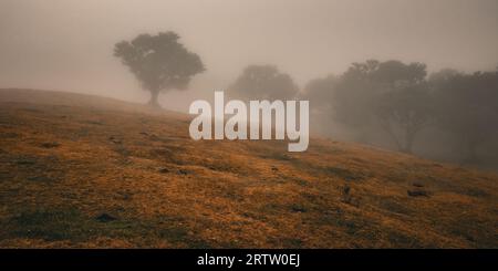 Vista panoramica della fitta nebbia che si insinua sulla montagna e si estende tra gli alberi di alloro presso la foresta Fanal di Madeira, Portogallo Foto Stock