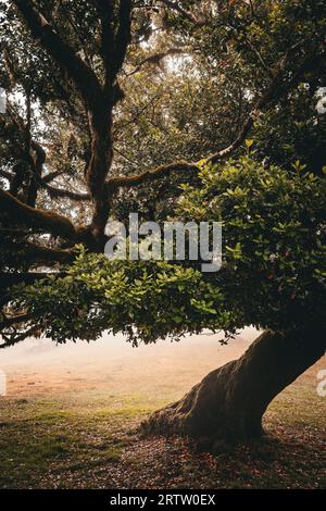 Vista panoramica di un maestoso albero di alloro pendente nella foresta di Fanal a Madeira, in Portogallo, circondato da una fitta nebbia che si insinua sulla montagna Foto Stock