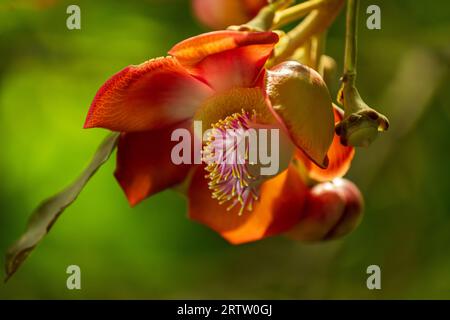 Albero di cannone fiorito, couroupita guianensis, in estate Foto Stock