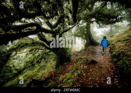 Vista panoramica di un bambino che cammina tra gli spettrali alberi di alloro ricoperti dalla foresta Fanal a Madeira, in Portogallo, una scena come quella di un spaventoso film horror Foto Stock