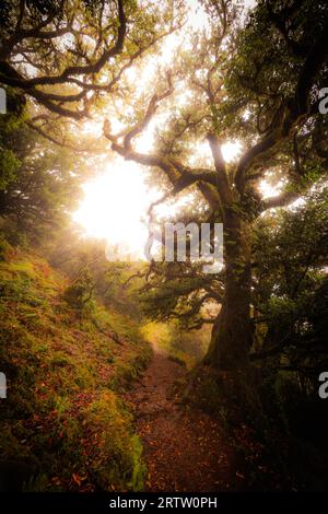 Vista panoramica di un sentiero attraverso la foresta Fanal a Madeira, Portogallo, con spettrali alberi di alloro ricoperti, come una scena di un spaventoso film horror Foto Stock