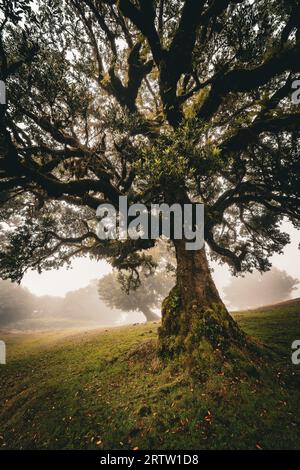 Vista panoramica di un albero di alloro ricoperto di muschio e felci nella foresta di Fanal a Madeira, Portogallo, circondato da una fitta nebbia che si insinua sulla montagna Foto Stock