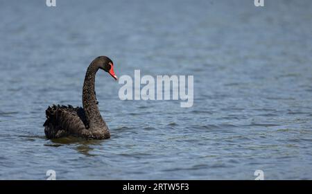 Cigno nero, Cygnus atratus, Foto Stock