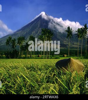 RiceFarmer e vulcano Mayon vicino alla città di Legazpi Foto Stock