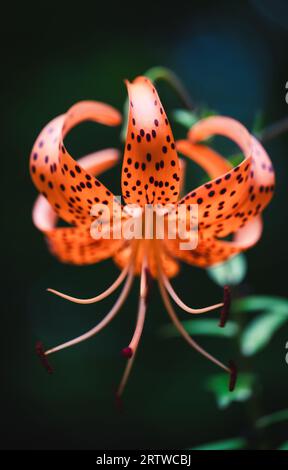 Primo piano del fiore di giglio della tigre arancione su sfondo scuro. Foto Stock