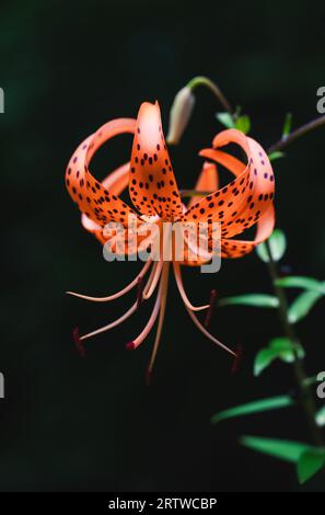 Primo piano del fiore di giglio della tigre arancione su sfondo scuro. Foto Stock