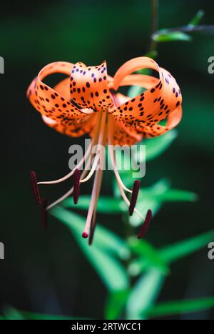 Primo piano del fiore di giglio della tigre arancione che fiorisce in un giardino. Foto Stock