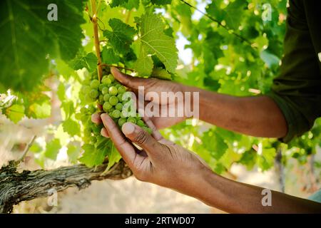 Primo piano del giovane uomo nero che vende viti in azienda Foto Stock