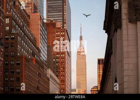 Uccello che vola sopra l'Empire State Building a New York Foto Stock