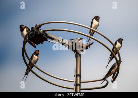 Un gruppo, gregge, di rondini, Hirundo rustica, arroccato su un'antenna televisiva il giorno prima della migrazione, Foto Stock