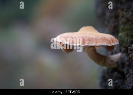 Primo piano di un fungo che cresce su un tronco d'albero nella foresta dopo la pioggia. Messa a fuoco selettiva. Autunno. Foto Stock