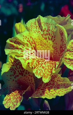 Canna "Cleopatra" Foto Stock