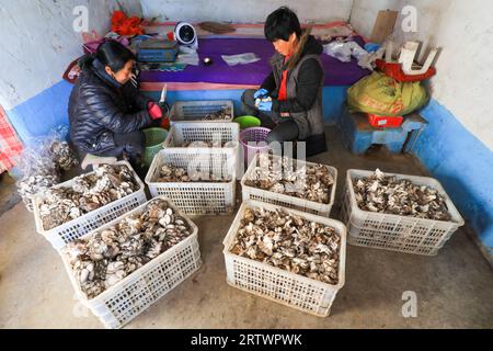 CONTEA DI LUANNAN, Cina - 11 novembre 2021: Gli agricoltori stanno cercando funghi commestibili, Cina settentrionale Foto Stock