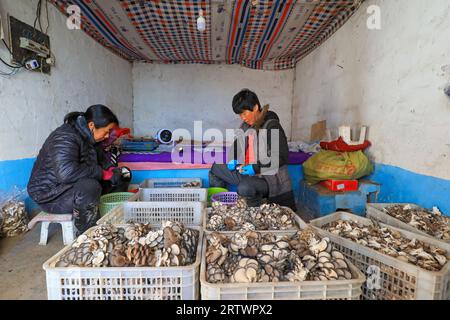 CONTEA DI LUANNAN, Cina - 11 novembre 2021: Gli agricoltori stanno cercando funghi commestibili, Cina settentrionale Foto Stock