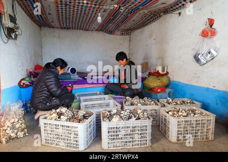 CONTEA DI LUANNAN, Cina - 11 novembre 2021: Gli agricoltori stanno cercando funghi commestibili, Cina settentrionale Foto Stock