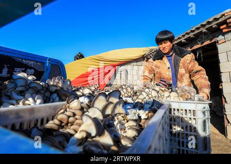 CONTEA DI LUANNAN, Cina - 11 novembre 2021: Gli agricoltori trasportano funghi commestibili, Cina settentrionale Foto Stock