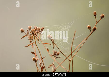 Rugiada di prima mattina su una ragnatela appesa tra ramoscelli di una pianta in una mattina nebbiosa Foto Stock