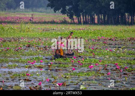 I bambini rurali del Bangladesh raccolgono gigli d'acqua da un grande corpo idrico chiamato "Shatla beel" a Ujirpur, Barisal. Bangladesh. Foto Stock