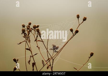 Rugiada di prima mattina su una ragnatela appesa tra ramoscelli di una pianta in una mattina nebbiosa Foto Stock