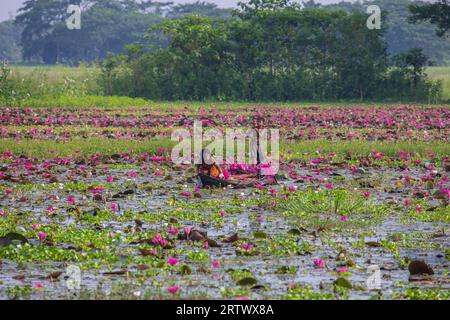 I bambini rurali del Bangladesh raccolgono gigli d'acqua da un grande corpo idrico chiamato "Shatla beel" a Ujirpur, Barisal. Bangladesh. Foto Stock