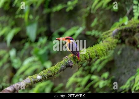 Kingfisher con retro nero o Oriental Dwarf Kingfisher Foto Stock