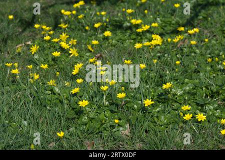 Fiori gialli di inizio primavera di Ficaria verna, nota anche come celandina minore o pilewort che cresce nell'erba UK febbraio Foto Stock