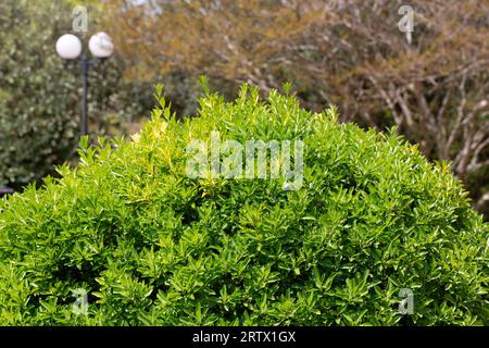 Le foglie verdi di piante sempreverdi mandrino giapponese o arbusto Euonymus japonicus. Il concetto di viaggi paesaggistici e destinazioni panoramiche. Foto Stock