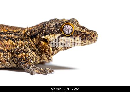 Primo piano su una testa di geco sconnessa in Nuova Caledonia, Rhacodactylus auriculatus Foto Stock