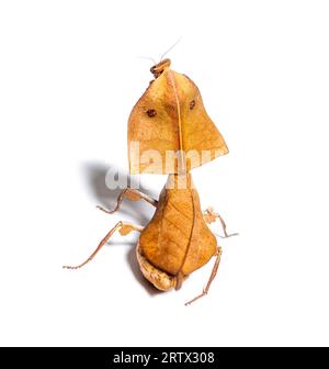 Vista posteriore che mostra i punti oculari di una femmina foglia morta mantis deroplatys truncata, isolata su bianco Foto Stock