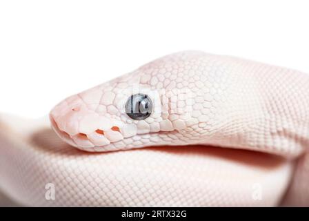 Blue Eyed Leucistic Python Regius, isolato su bianco Foto Stock