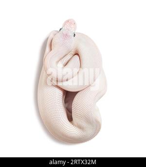 Blue Eyed Leucistic Python Regius, isolato su bianco Foto Stock